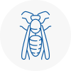 Falkirk Wasp Nest Removal